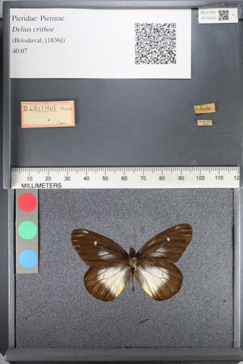 Media type: image;   Entomology 130255